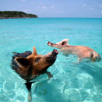 Путешествие на Pig Beach, the Bahamas