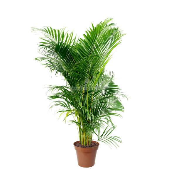 Комнатное растение Арека Хризалидокарпус 21 х 110 см