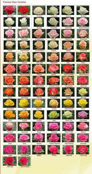 Сорта роз эквадор с фото и названиями на русском языке