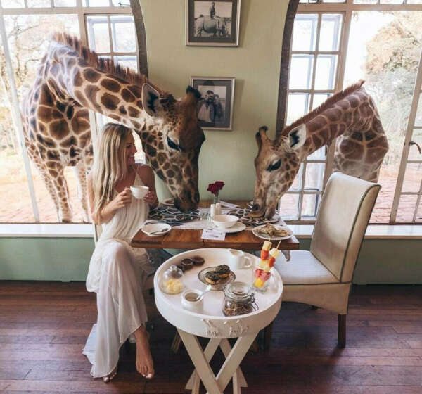 Посетить Giraffe Manor