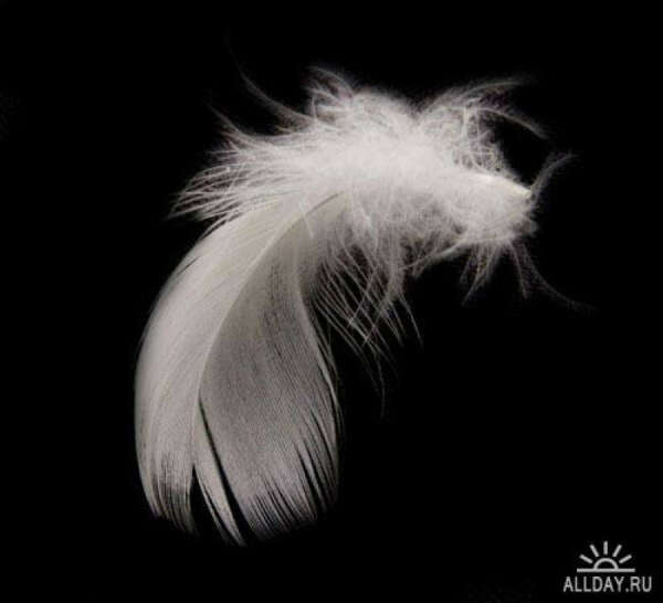 Белые перья