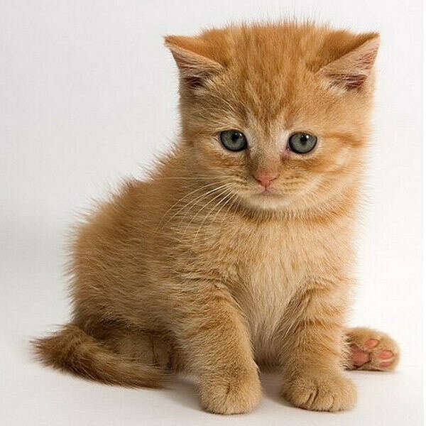 хочу рыжего котенка