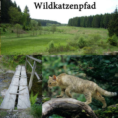 Wildkatzenpfad