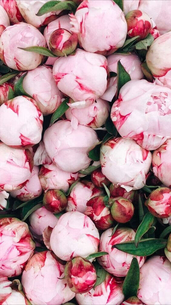 Peonies