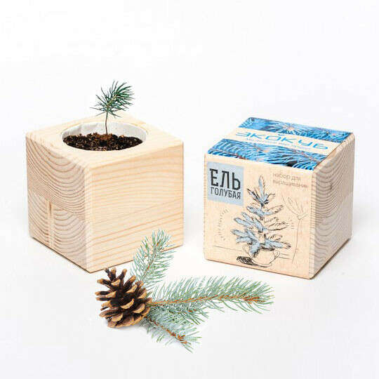 Набор для выращивания &#039;Wood Pine&#039; / Ель Голубая