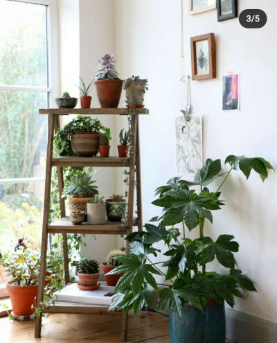 Лестница для размещения растений