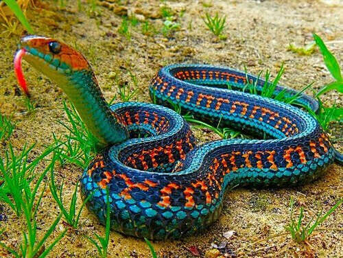Красивую змею