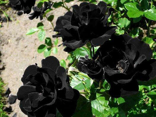 Black rose seed