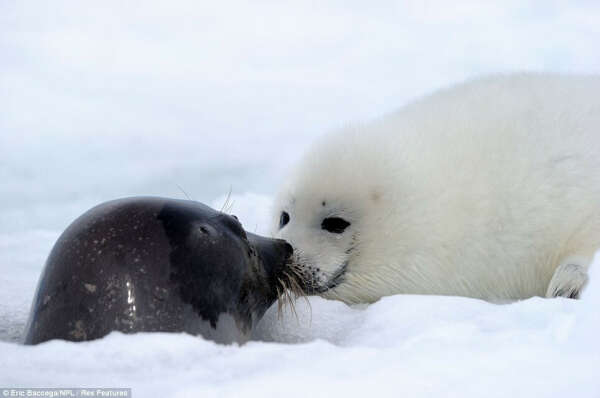 Увидеть в дикой природе тюленей с бельками)))