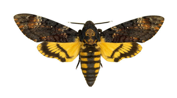 Бабочка Acherontia atropos в рамке
