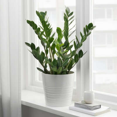 ЗАМИОКУЛКАС Растение в горшке - Замиокулкас - IKEA