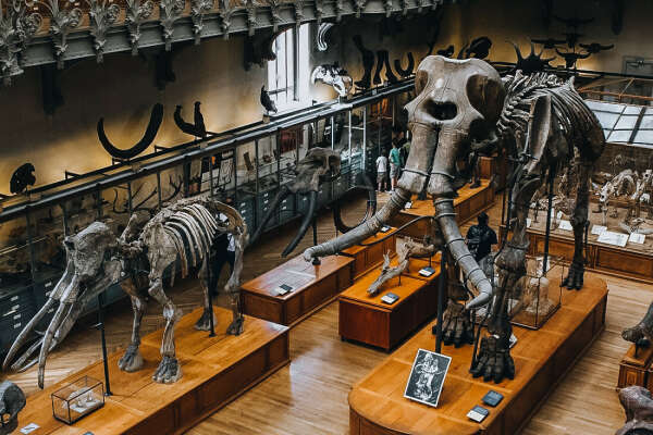 Сходить в Палеонтологический музей