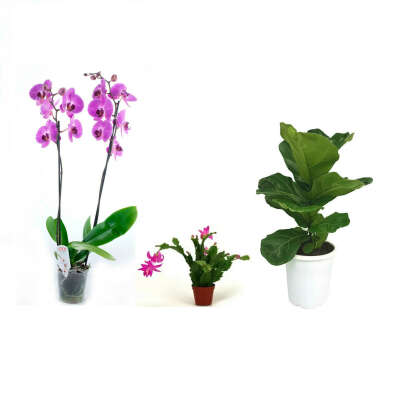 лировидный фикус/декабрист/орхидея (фаленопсис)