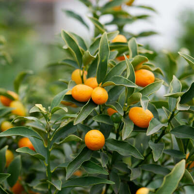 A kumquat tree