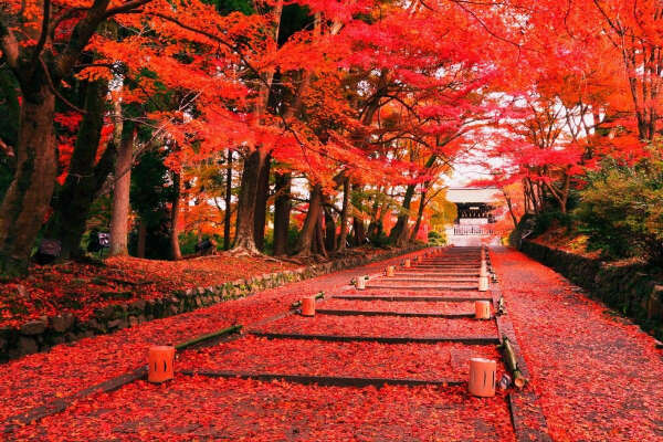 Япония осенью - прогулки под алыми клёнами