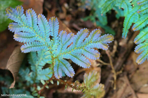 Selaginella uncinata