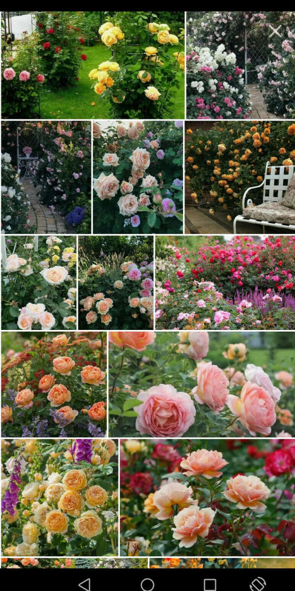 Саженцы различных роз. Хочу вырастить розовый сад