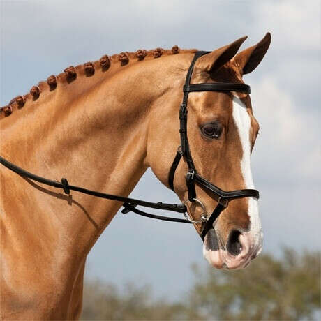 Rambo/Micklem Competition Bridle