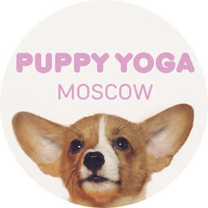 puppy yoga в москве - йога с щенятами