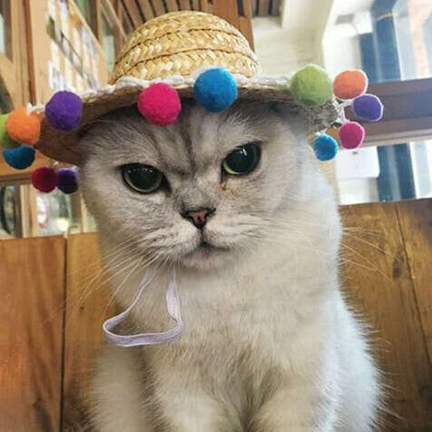 Смешной шляпик для кота