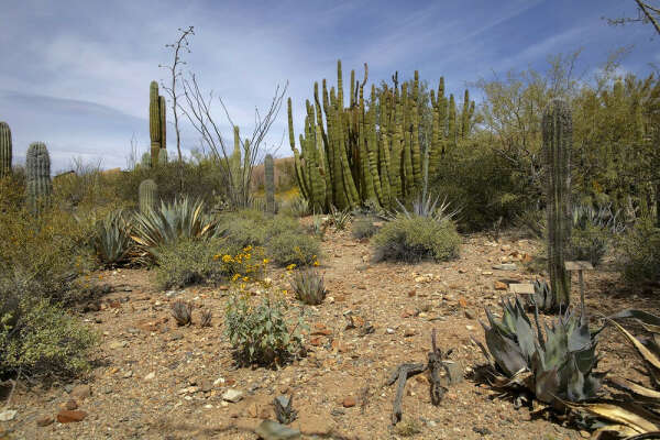 Desierto de Sonora, Мексика