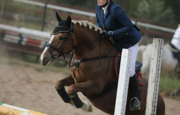 Тренировка по конному спорту