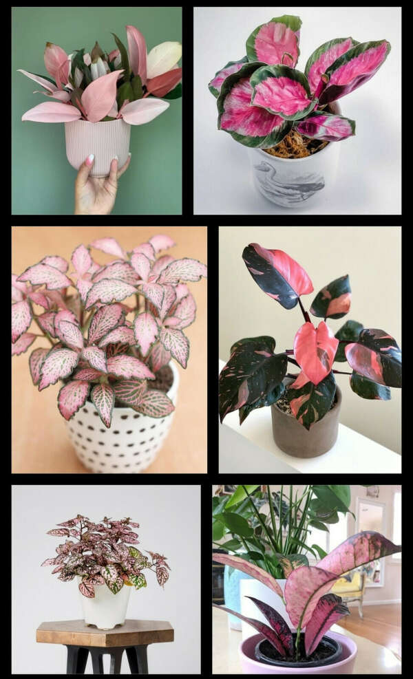 Комнатное растение с фиолетовыми или розовыми листьями 🟣