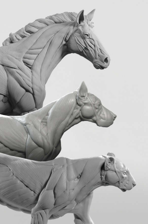 3dtotal Anatomy: 3 piece set of animal figures