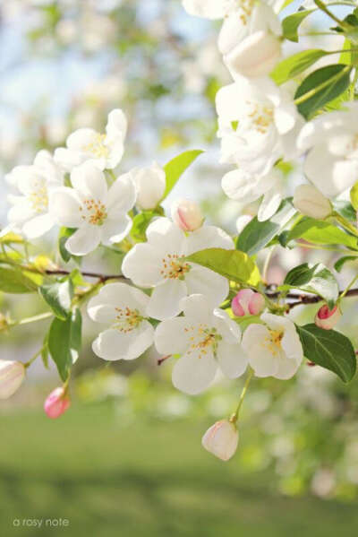 Увидеть цветущий яблоневый сад