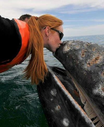 Поцеловать кита