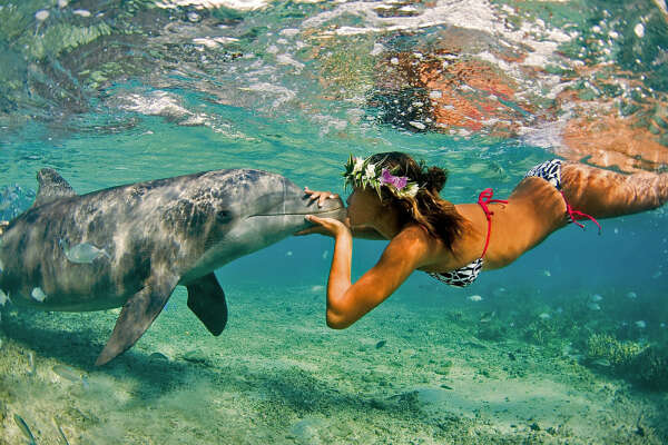 Поплаваю с дельфинами в море или океане