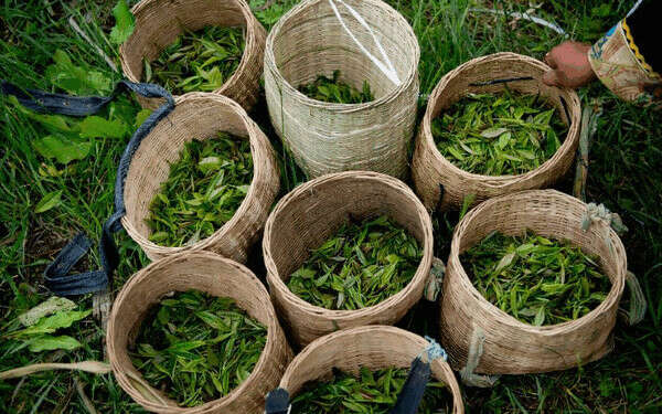 Побывать на чайных плантациях в Китае