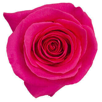 Pink Floyd Rose, a Rose that simply Rocks! | Magnaflor®
