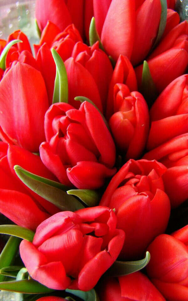 Хочу получить букет красных тюльпанов от любимого человека