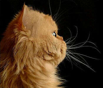 Рыжую персидскую кошку