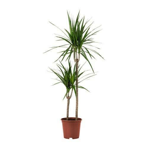 ДРАЦЕНА МАРГИНАТА Растение в горшке - IKEA