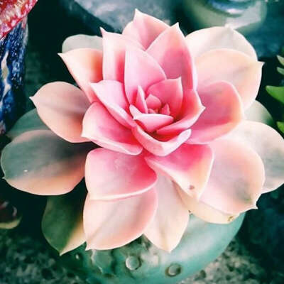 echeveria succulent pink