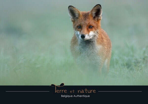 Belgique Authentique. Terre et nature. Renard dans la brume matinale.