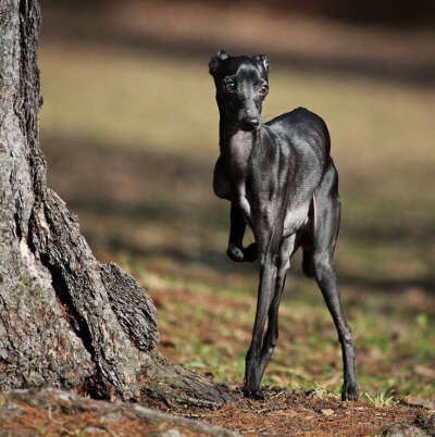 italian greyhound miniature