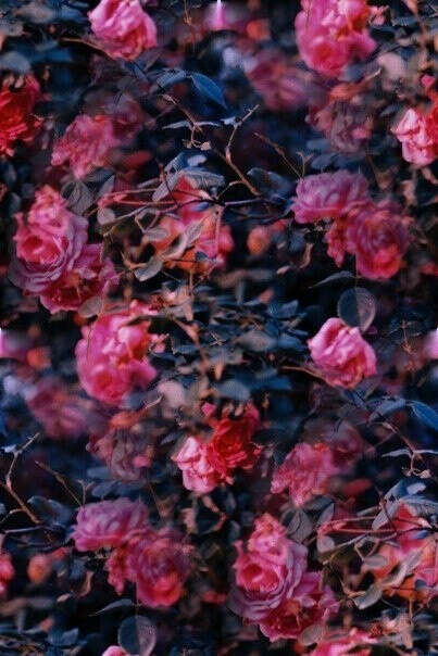 красивую фотографию в розах