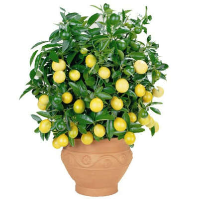 Вырастить лимон