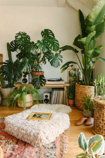 Разные интересные комнатные растения