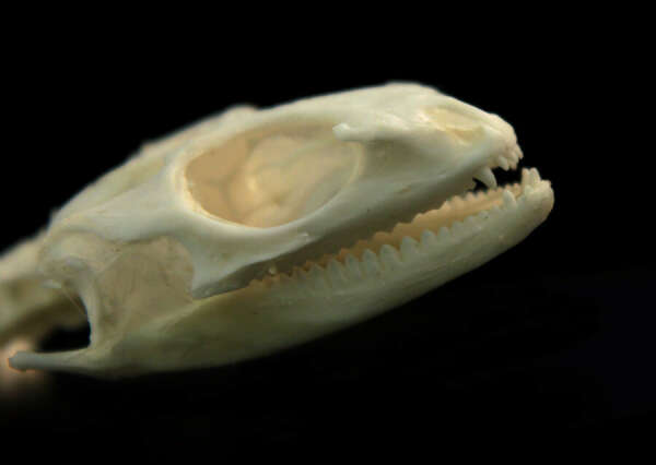 Real animal skull