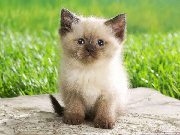 Хочу маленького котёнка