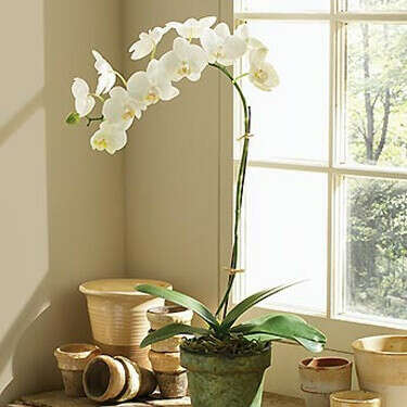 Орхидея (белая с жёлтой серединкой, не с розовой)