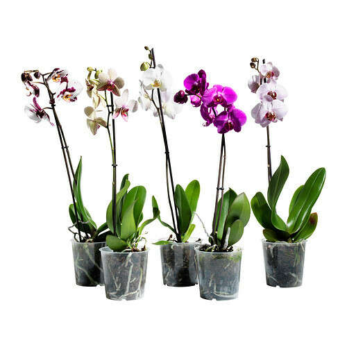 Комнатное растение - орхидея