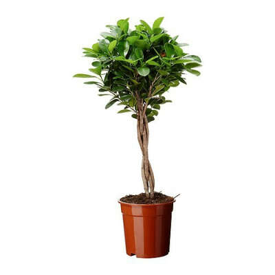 FICUS MICROCARPA MOCLAME Растение в горшке - IKEA