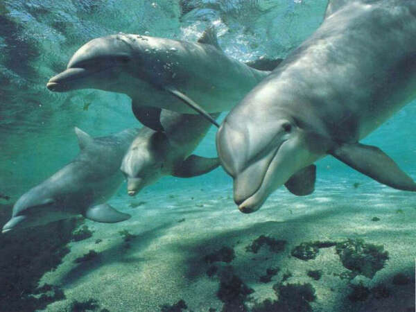 Хочу поплавать с дельфинами !!!!