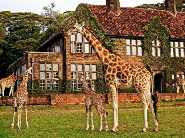 Поездка в Кению в "Усадьбу жирафов"