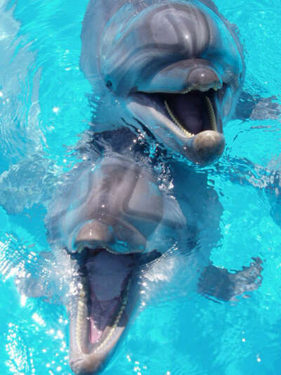Хочу поплавать с дельфином